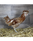 Coq Padoue chamoisé