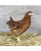 Poule Rousse ponte 6 sem