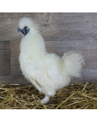 Coq de Soie Blanc