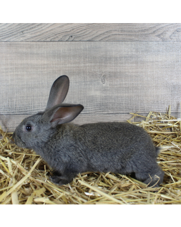 LAPIN MALE 6 SEMAINES