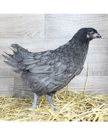 Poule Aquitaine 8 sem