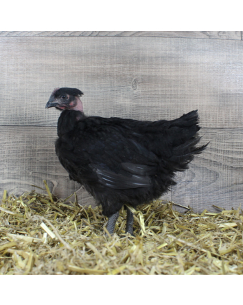 COU NU NOIR FEMELLE 6 SEMAINES