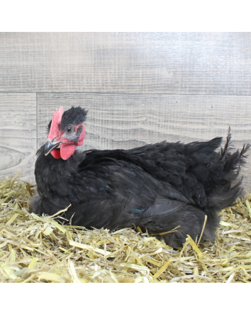 COU NU NOIR MALE 6 SEMAINES