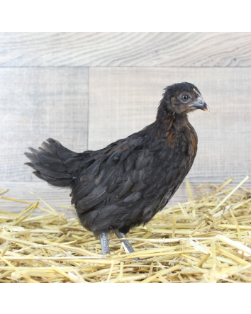 Poule Noire Cuivrée 6 sem