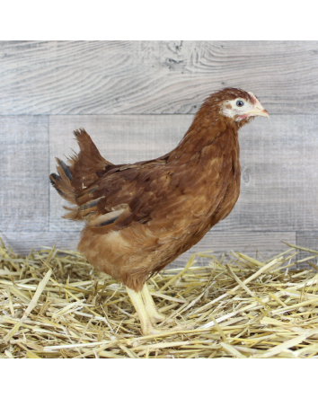 Poule Rousse ponte 9 sem